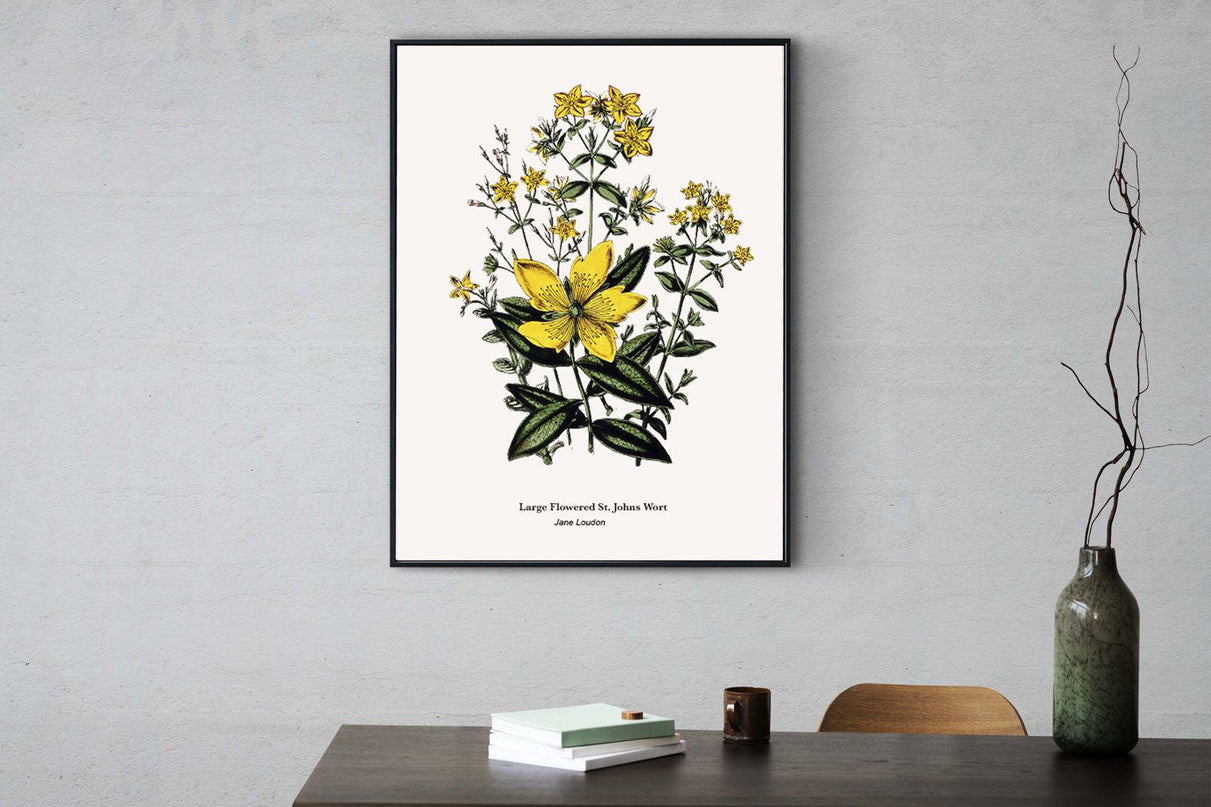 Jane Loudon - Large Flowered St. Johns Wort Poster