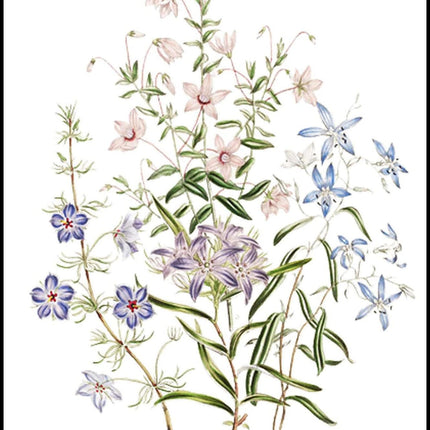 Jane Loudon - The Ladies' Flower-Garden of Ornamental Annuals