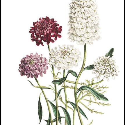 Jane Loudon - The Ladies' Flower-Garden of Ornamental Annuals
