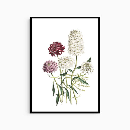 Jane Loudon - The Ladies' Flower-Garden of Ornamental Annuals