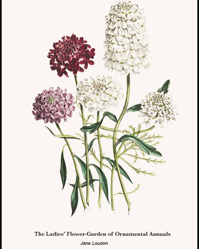 Jane Loudon - The Ladies' Flower-Garden of Ornamental Annuals No3 Poster