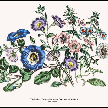 Jane Loudon - The Ladies' Flower-Garden of Ornamental Annuals Poster No2
