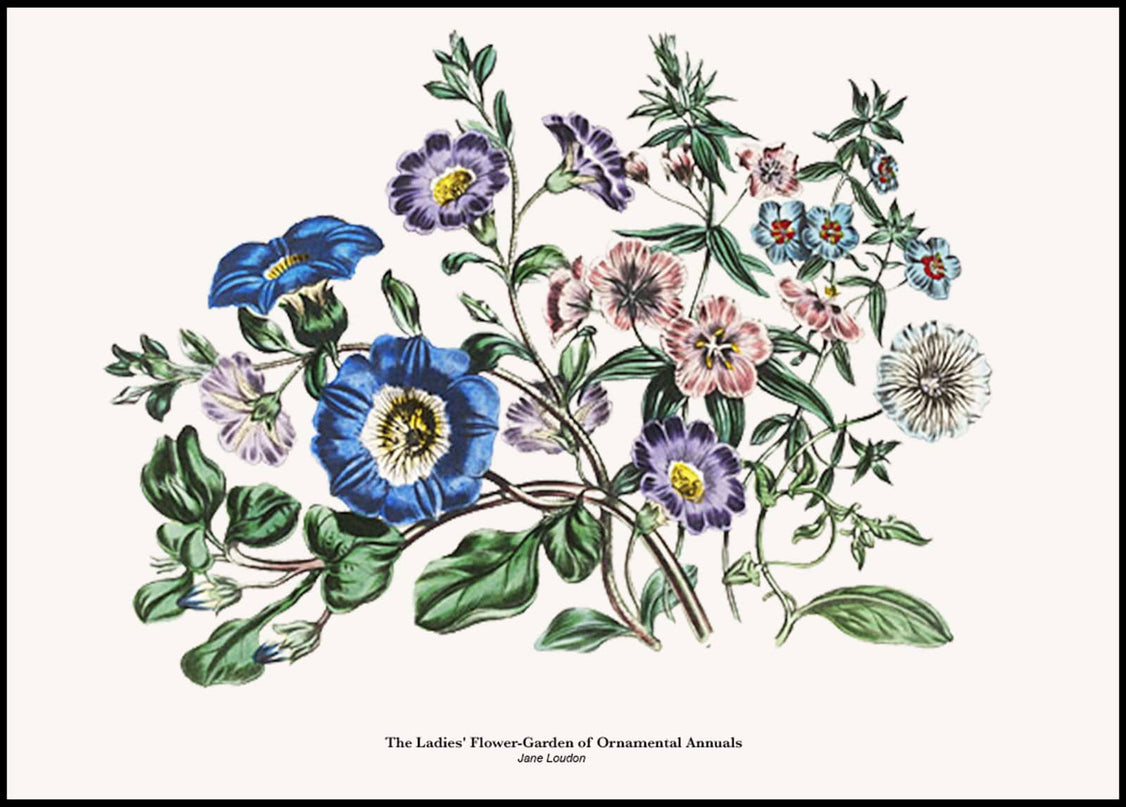 Jane Loudon - The Ladies' Flower-Garden of Ornamental Annuals Poster No2