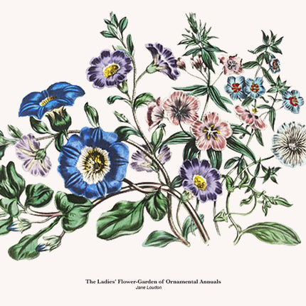 Jane Loudon - The Ladies' Flower-Garden of Ornamental Annuals Poster No2