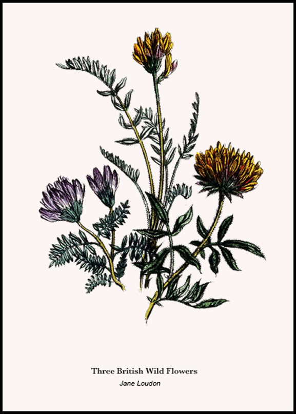 Jane Loudon - Three British Wild Flowers Poster