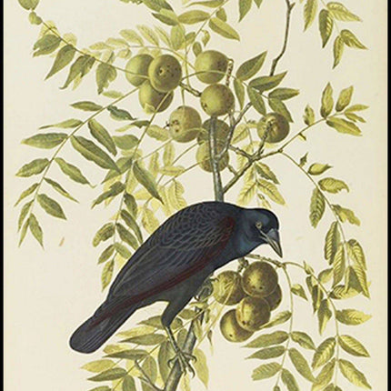 John James Audubon - American Crow