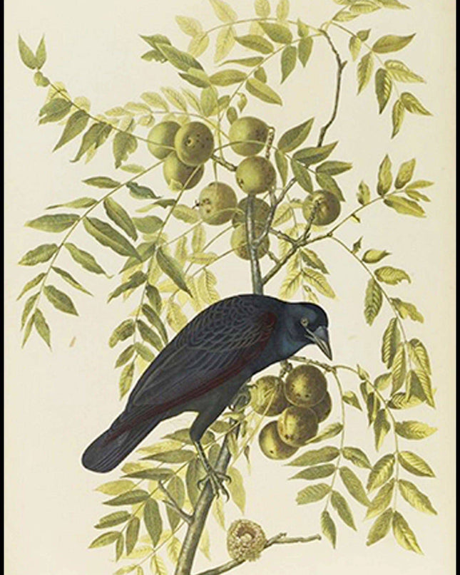 John James Audubon - American Crow