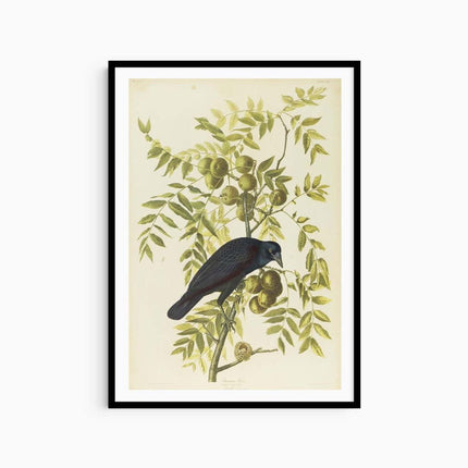 John James Audubon - American Crow