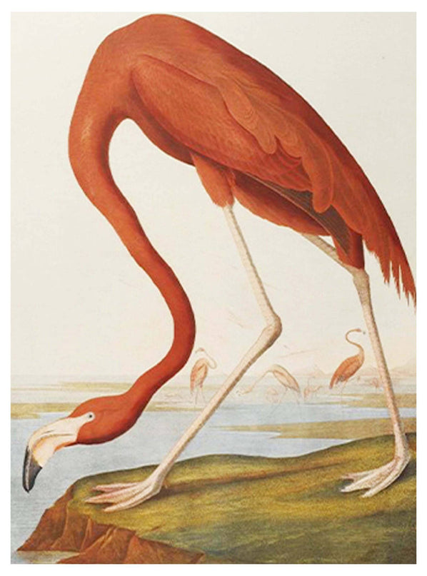John James Audubon - American Flamingo