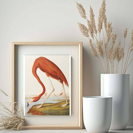 John James Audubon - American Flamingo