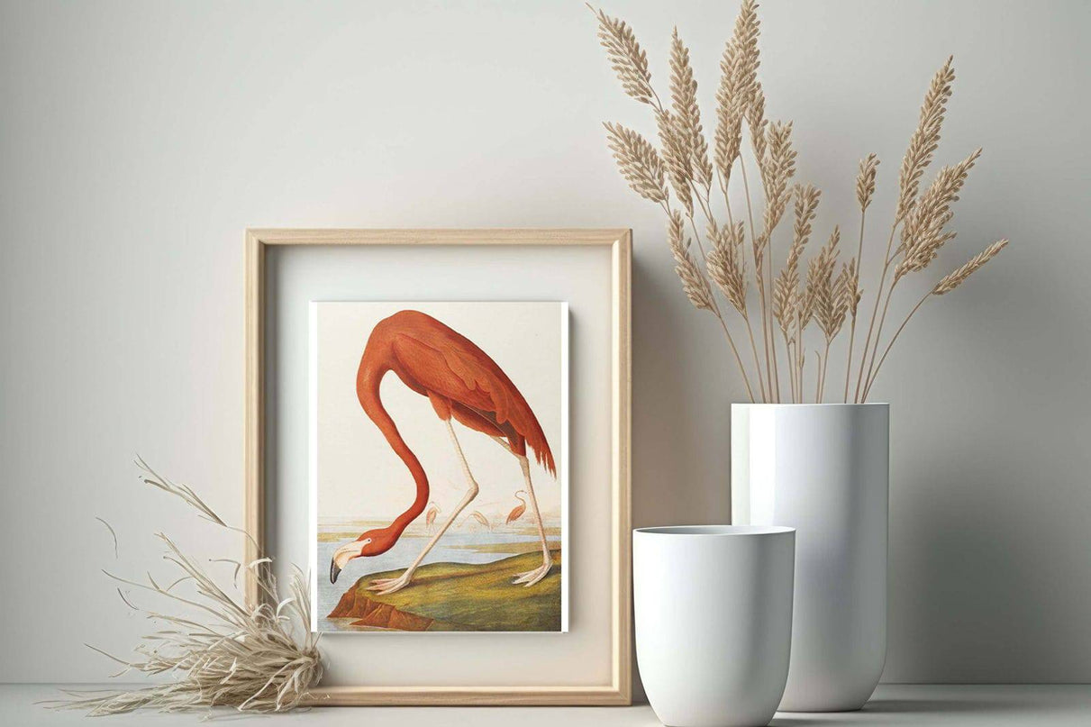 John James Audubon - American Flamingo