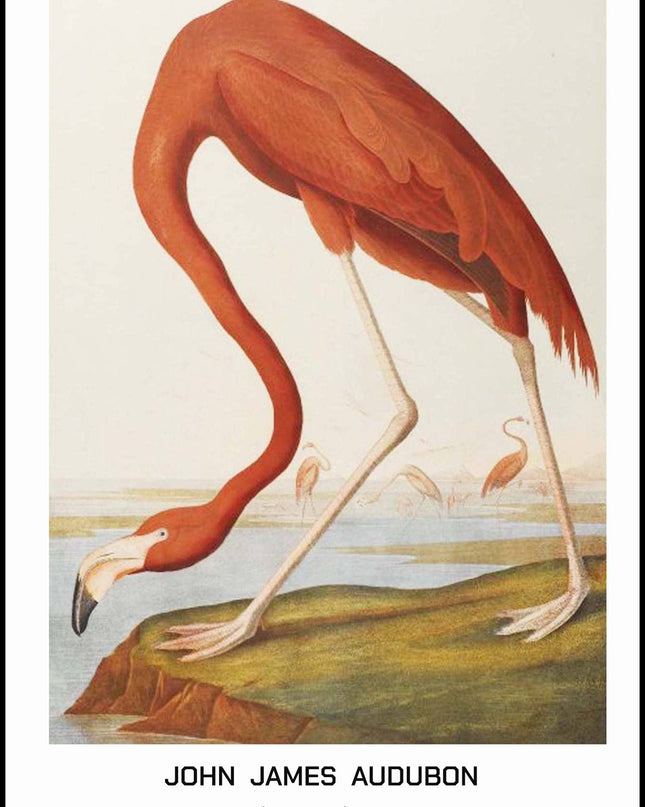 John James Audubon - American Flamingo Poster