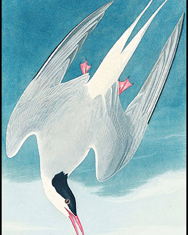 John James Audubon - Artic Tern