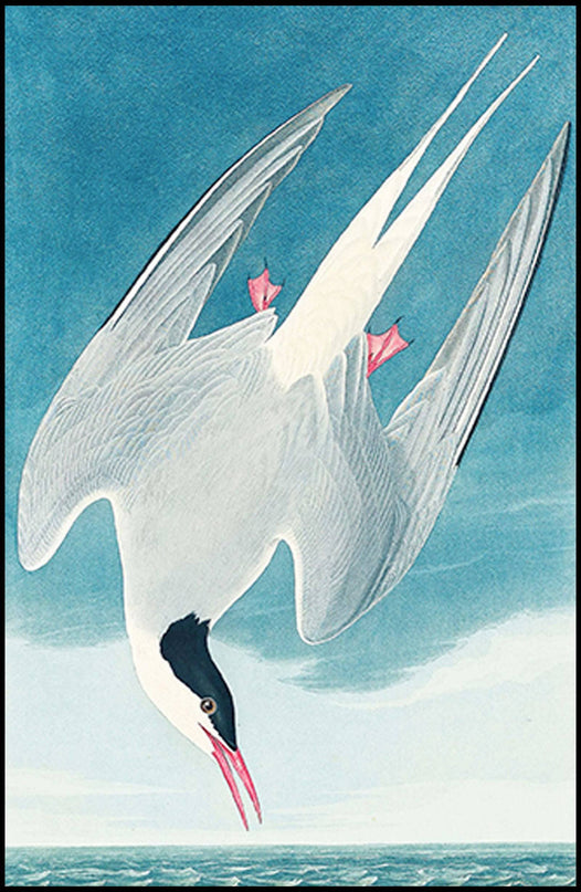 John James Audubon - Artic Tern