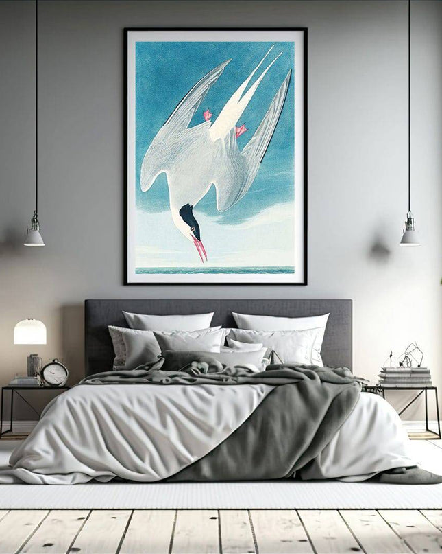 John James Audubon - Artic Tern
