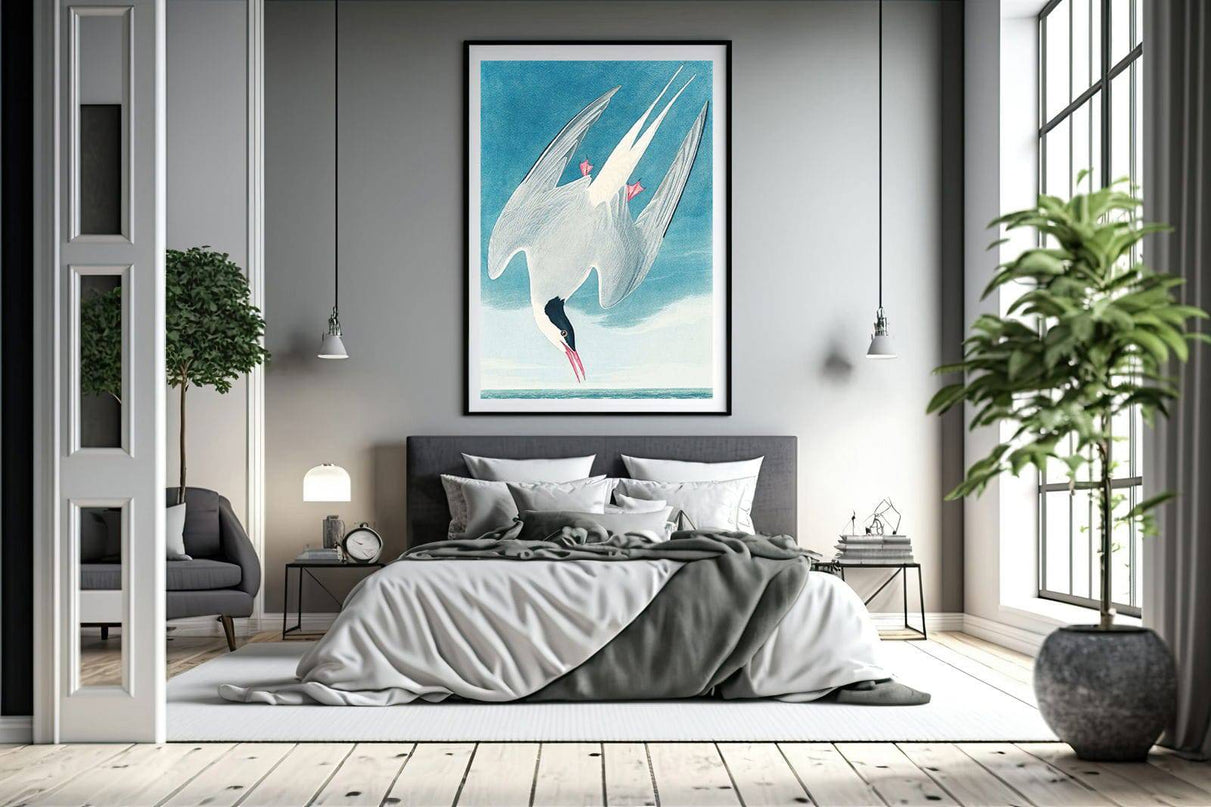 John James Audubon - Artic Tern