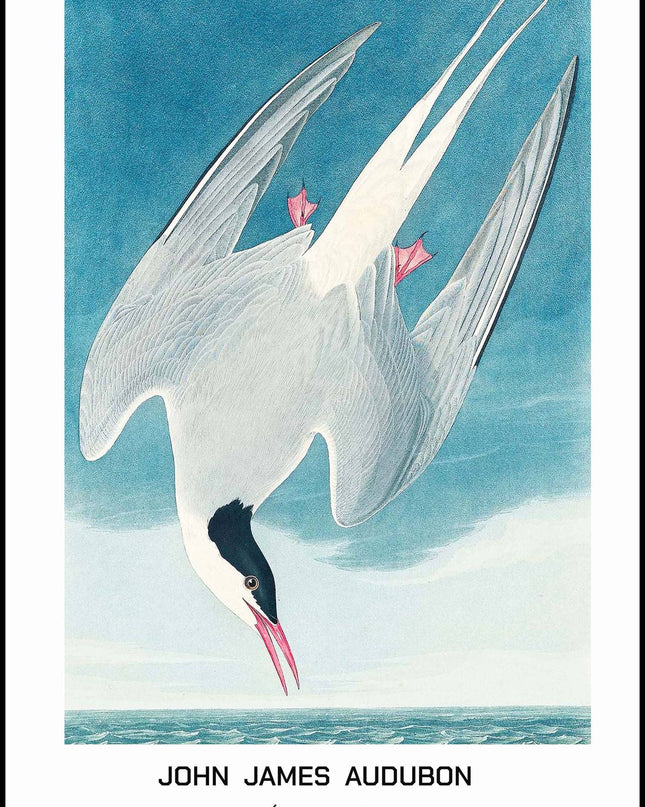 John James Audubon - Artic Tern Poster