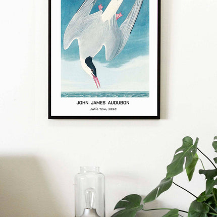John James Audubon - Artic Tern Poster