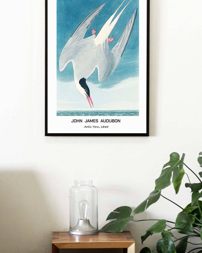 John James Audubon - Artic Tern Poster