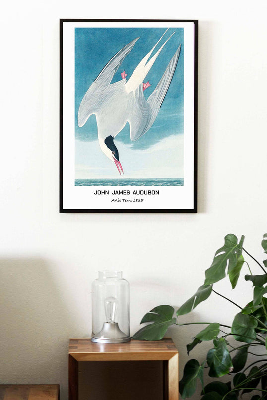John James Audubon - Artic Tern Poster