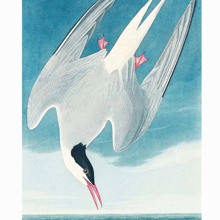 John James Audubon - Artic Tern Poster
