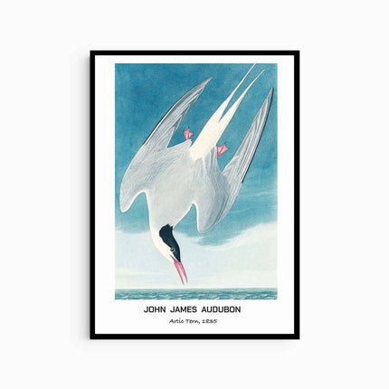 John James Audubon - Artic Tern Poster