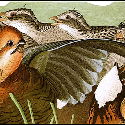 John James Audubon - Birds of America