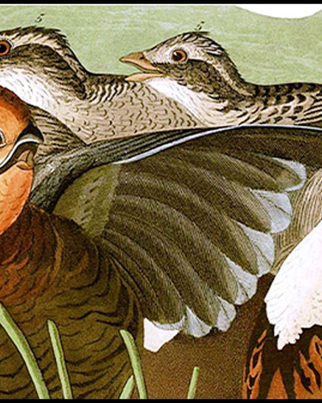John James Audubon - Birds of America