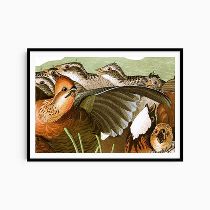 John James Audubon - Birds of America