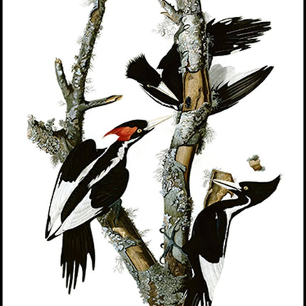 John James Audubon - Campephilus Principalis