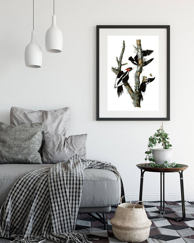 John James Audubon - Campephilus Principalis