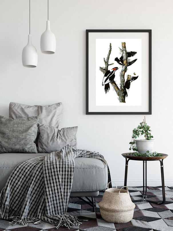John James Audubon - Campephilus Principalis