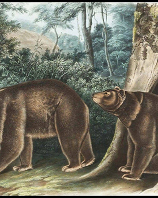 John James Audubon - Cinnamon Bear