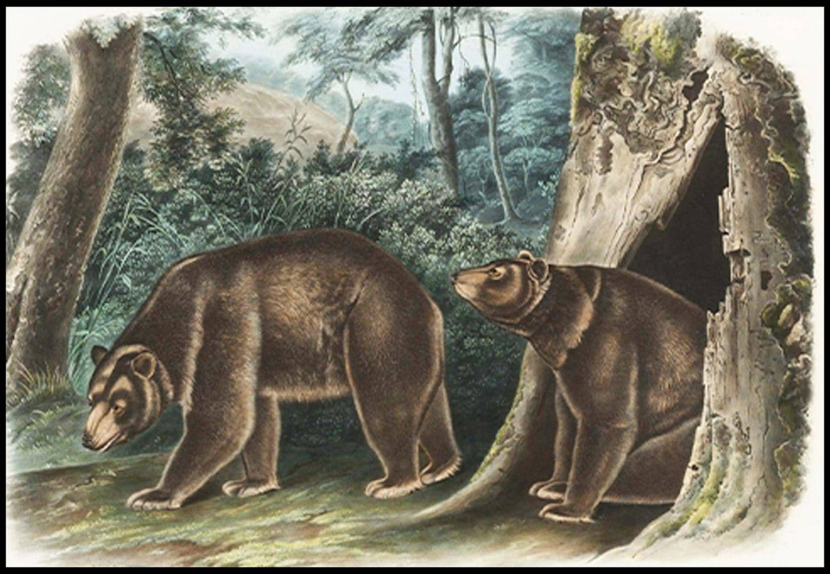 John James Audubon - Cinnamon Bear