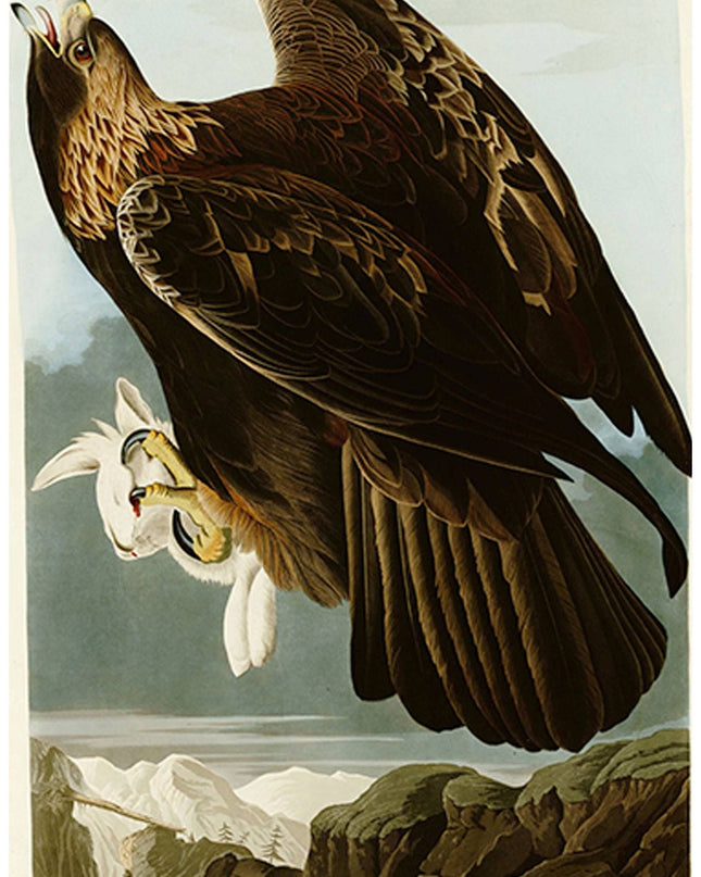 John James Audubon - Golden Eagle