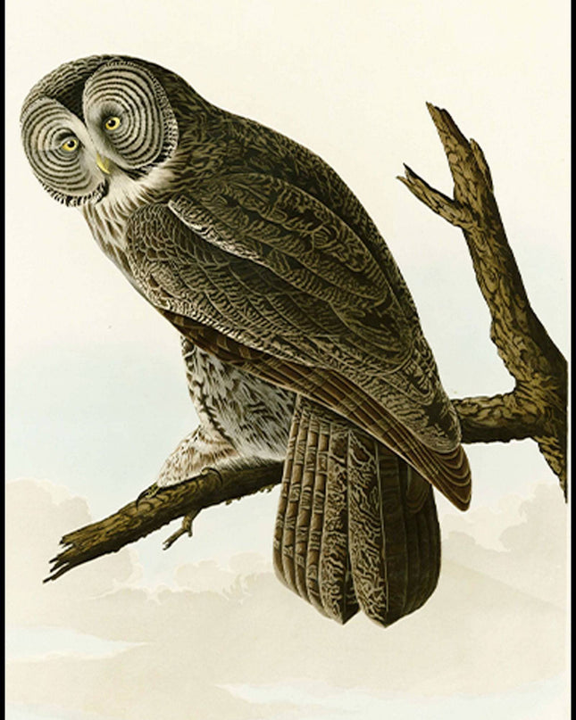 John James Audubon - Great Cinereous Owl
