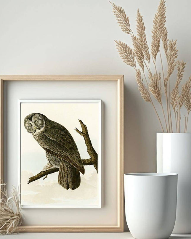 John James Audubon - Great Cinereous Owl