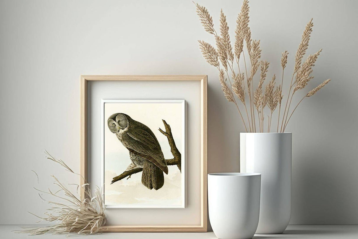John James Audubon - Great Cinereous Owl