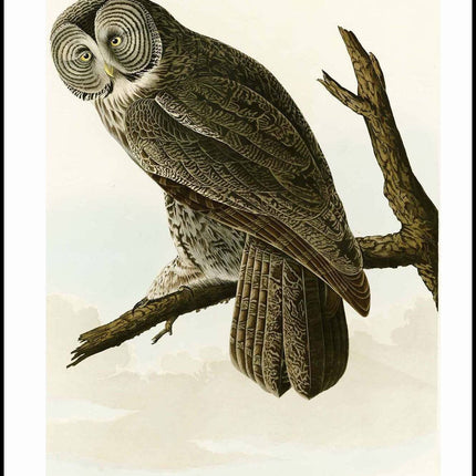 John James Audubon - Great Cinereous Owl Poster
