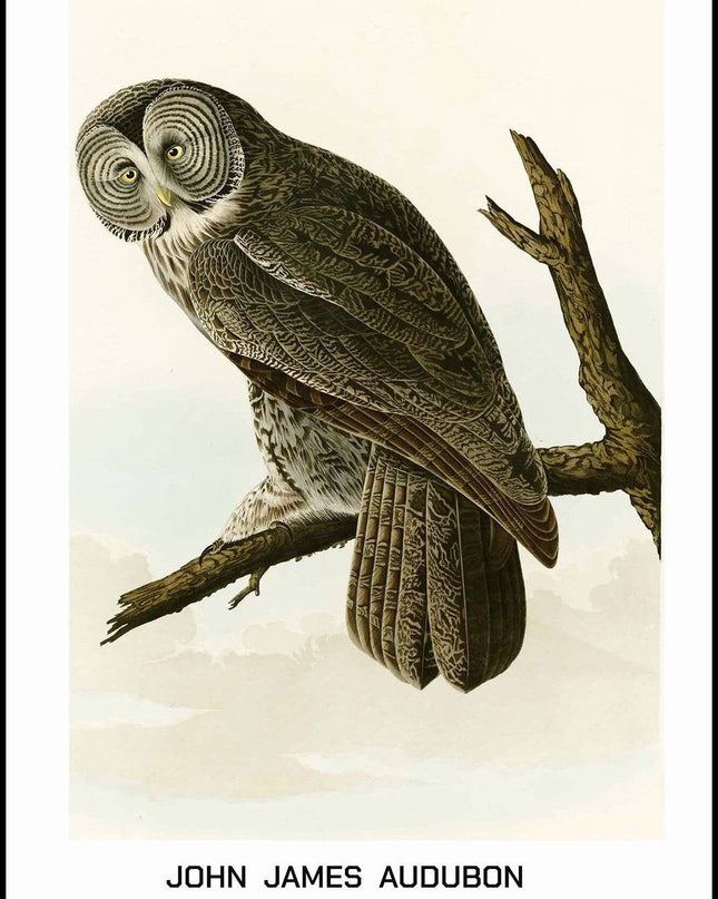 John James Audubon - Great Cinereous Owl Poster