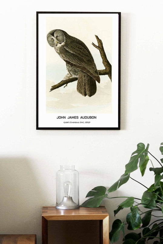 John James Audubon - Great Cinereous Owl Poster