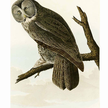 John James Audubon - Great Cinereous Owl Poster