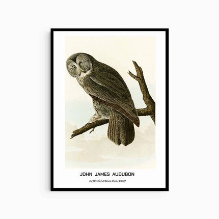 John James Audubon - Great Cinereous Owl Poster