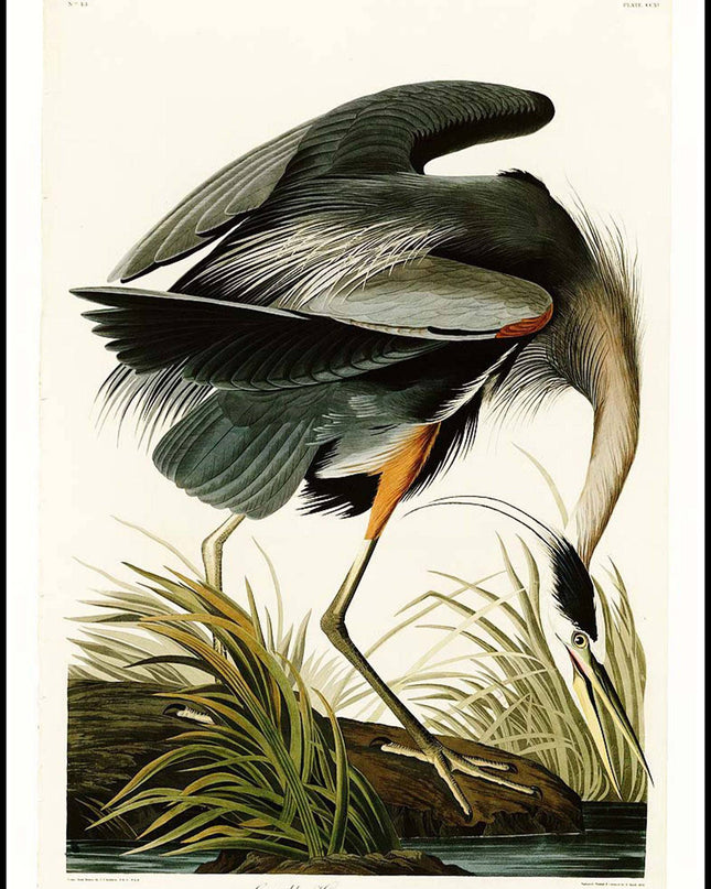 John James Audubon - Great blue Heron Poster
