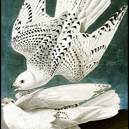 John James Audubon - Gyrfalcon