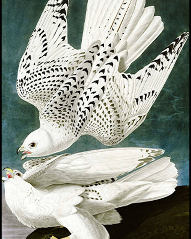 John James Audubon - Gyrfalcon