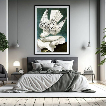 John James Audubon - Gyrfalcon