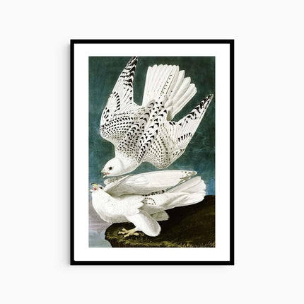 John James Audubon - Gyrfalcon