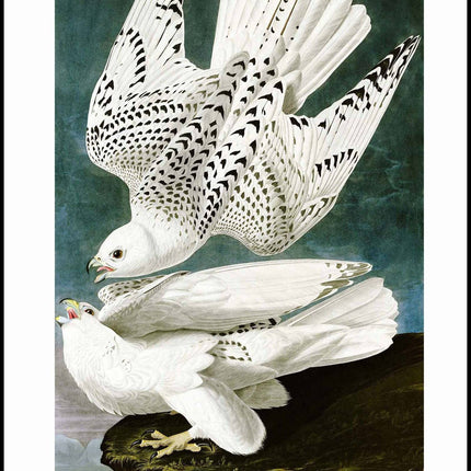 John James Audubon - Gyrfalcon Poster