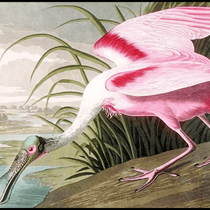 John James Audubon - Large Audubon Spoonbill